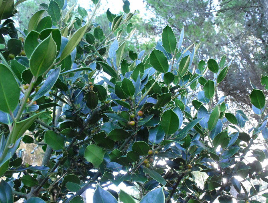 Ilex aquifolium